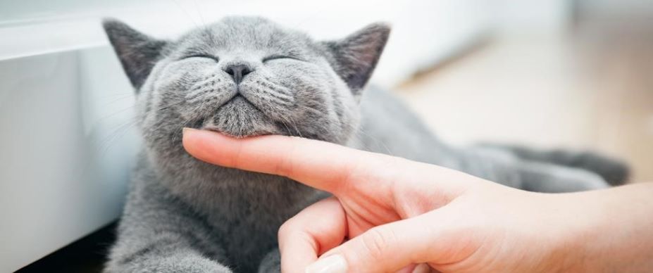 грижа за котка – котка се храни у дома