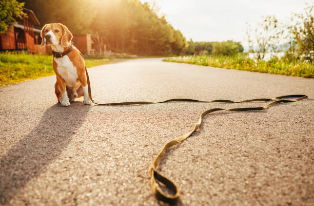 Lost beagle dog sits alone on the road обява за намерен домашен любимец в ZooSpace.bg