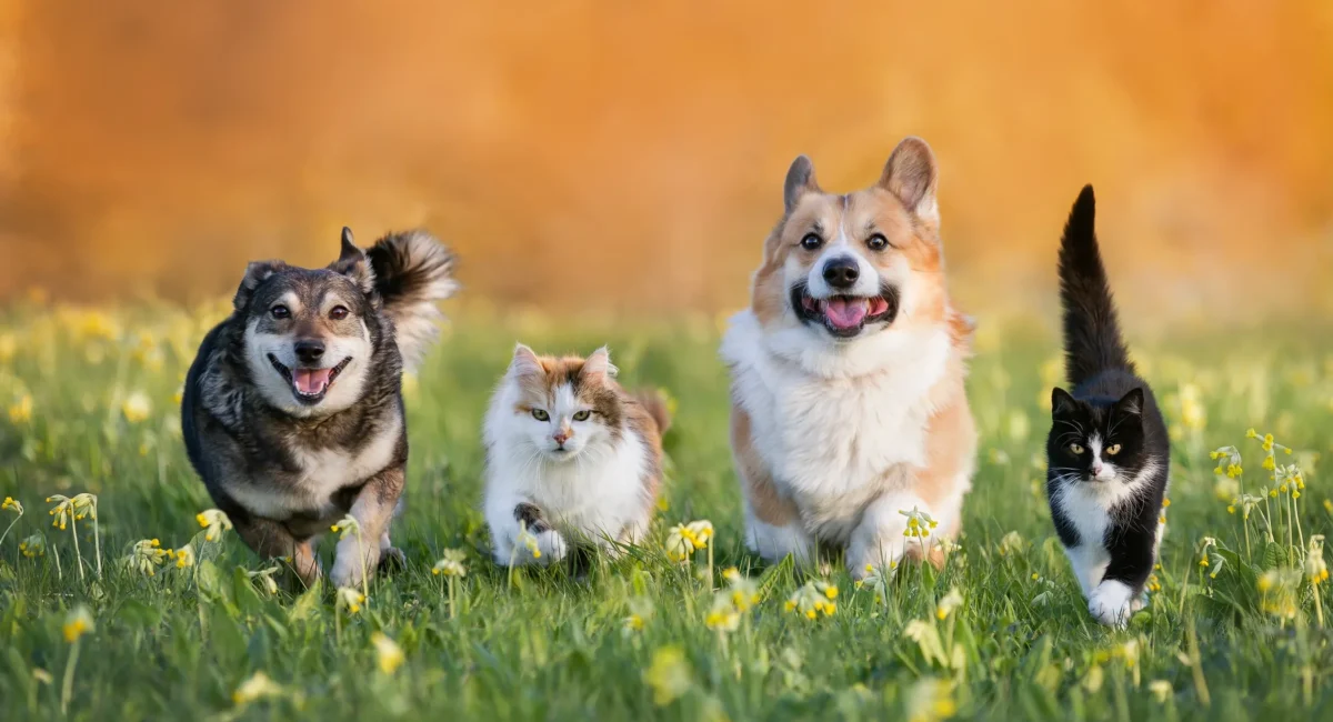помощ при изгубени домашни любимци ZooSpace