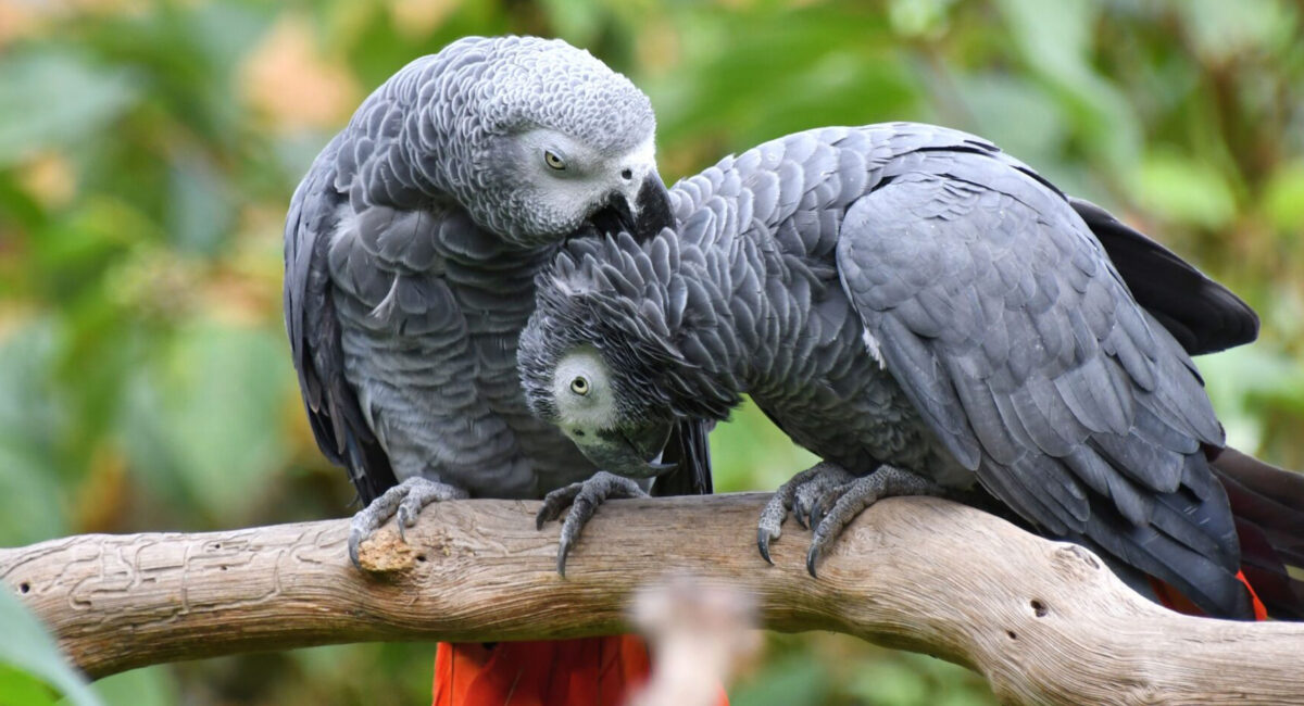 Bird Grey African Grey Parrot Parrot Plumage африкански сив папагал