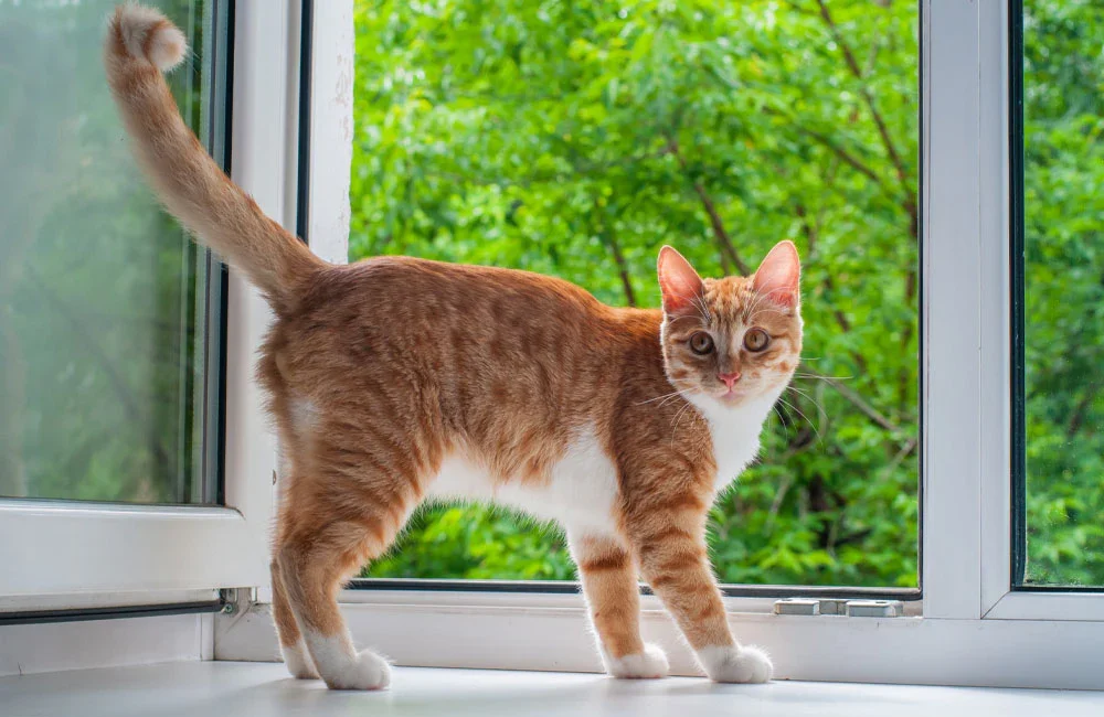 езикът на котките