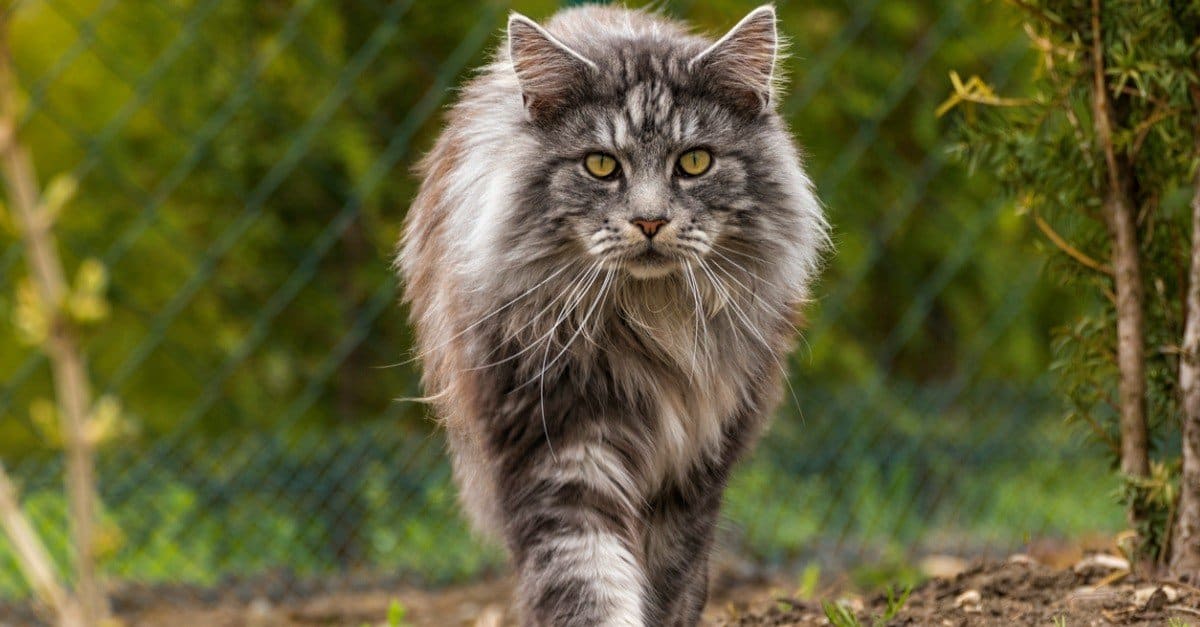 мейн кун котка