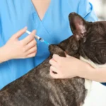 ваксини за кучета и котки – ветеринар поставя инжекция