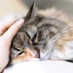 котка е болна и лежи на леглото
