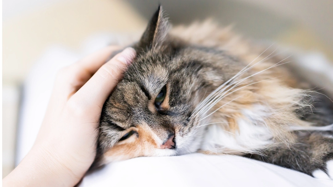 котка е болна и лежи на леглото