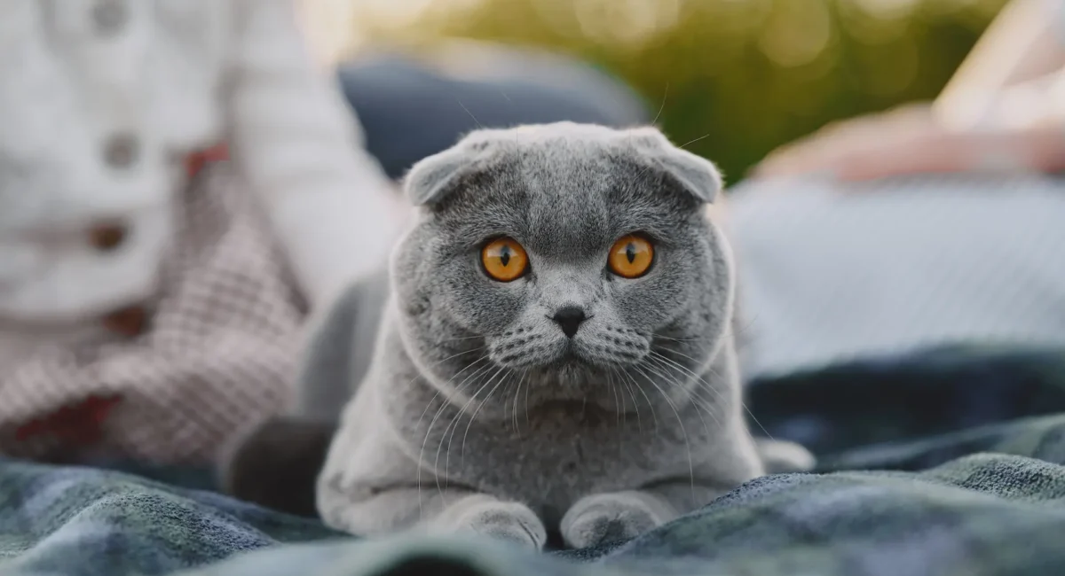 шотландската клепоуха котка