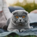 шотландската клепоуха котка