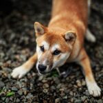 позиции на тялото при кучетата – език на тялото