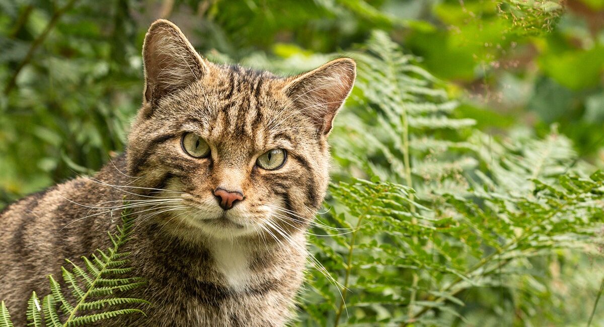 европейска дива котка в България