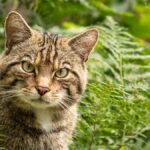 европейска дива котка в България