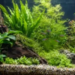 Къде да намерим лесни аквариумни растения