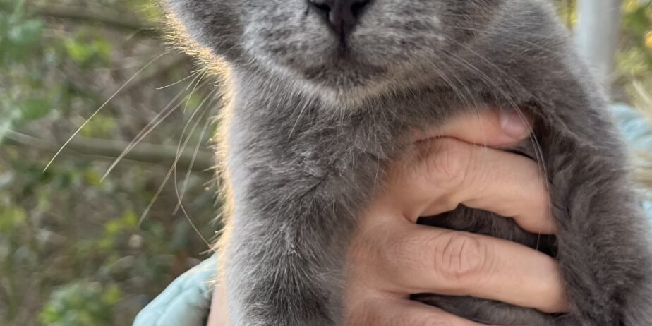 Осиновяване на домашен любимец – Красиво сиво коте търси своето семейство 💙 – снимка 1