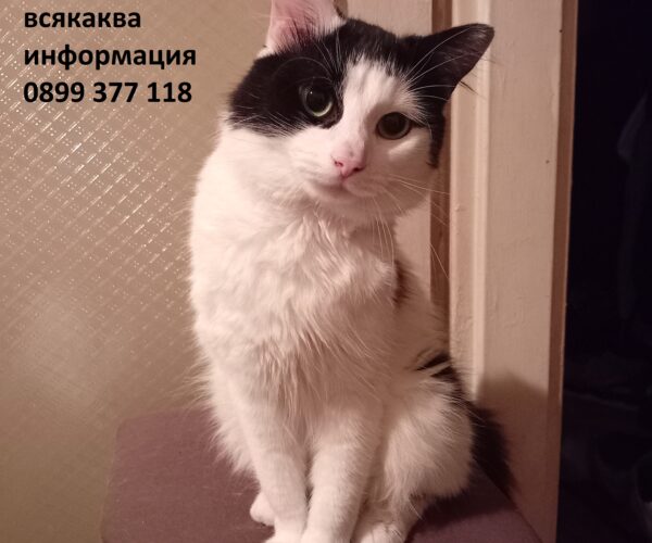 Изгубен домашен любимец – Изгубена котка