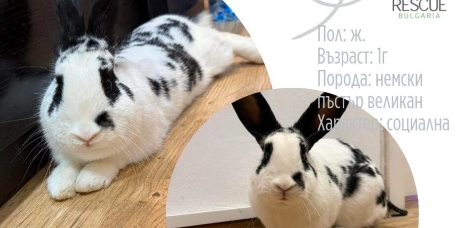 Осиновяване на домашен любимец – Мило зайче търси любящ дом ❤️ – снимка 4