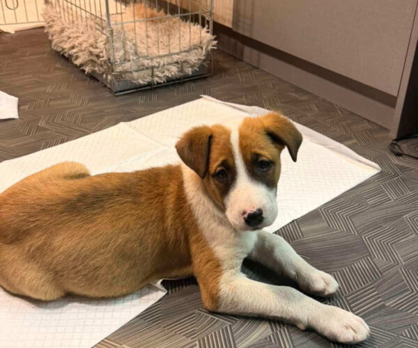 Осиновяване на домашен любимец – 🐶 Намерено малко кученце – търси се стопанин – снимка 1