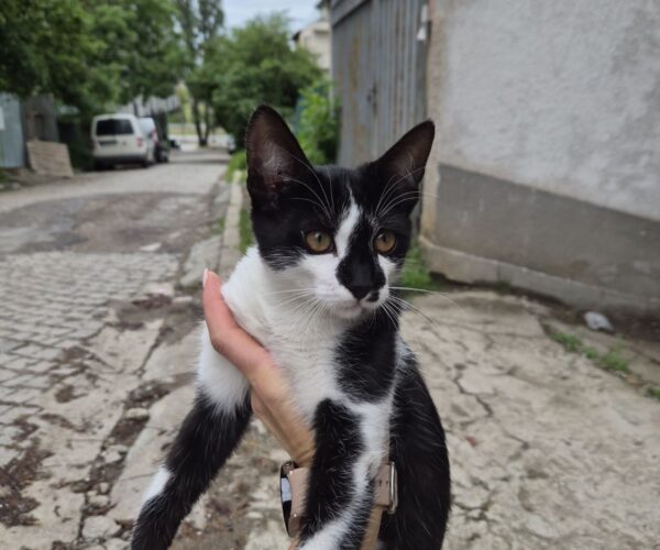 Домино- Черно-бяло коте търси дом или приемна грижа – снимка 1 Домино- Черно-бяло коте търси дом или приемна грижа – снимка 1