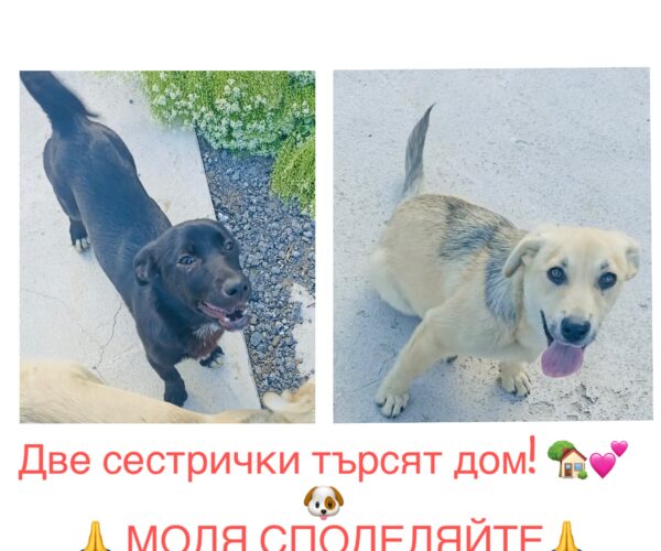Кученца търсят дом – снимка 1 collage_export_94ABB6F4-0B6B-4F8A-9324-504F313157E2