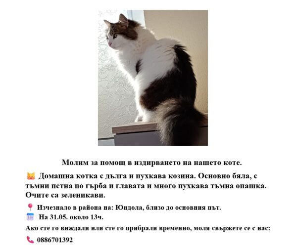 Изгубена Норвежка горска котка или Мейн Куун в с. Юндола Изгубена Норвежка горска котка или Мейн Куун в с. Юндола