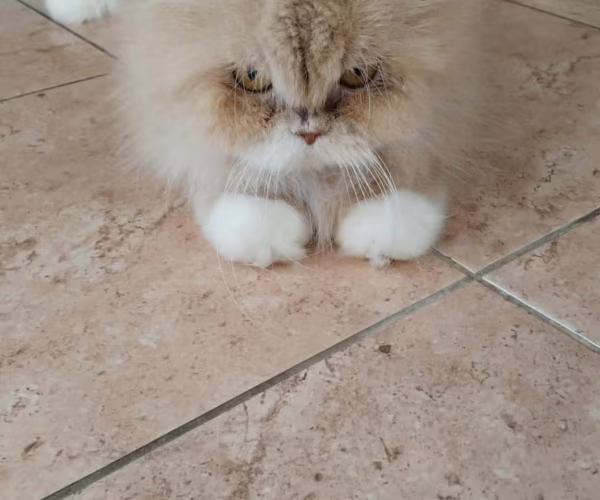 🐾 Спешно! Прекрасна персийска дама търси своя нов любящ дом в гр. Пловдив!