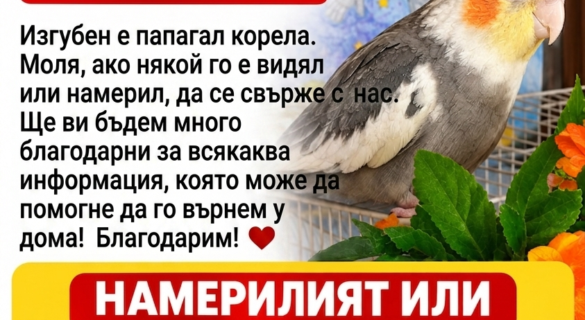Изгубен папагал Корела. – снимка 1
