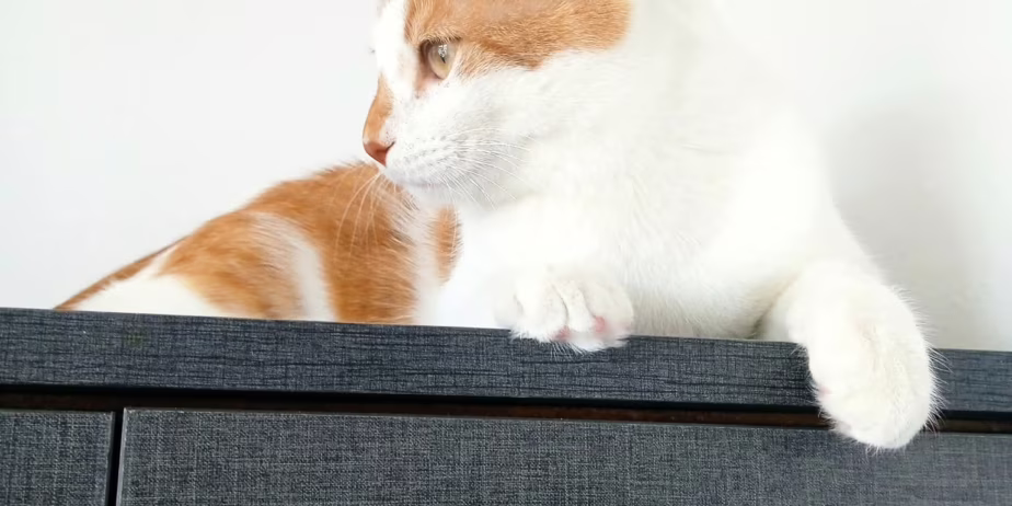 Търся дом за коте – снимка 4