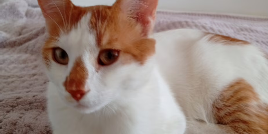 Търся дом за коте – снимка 1