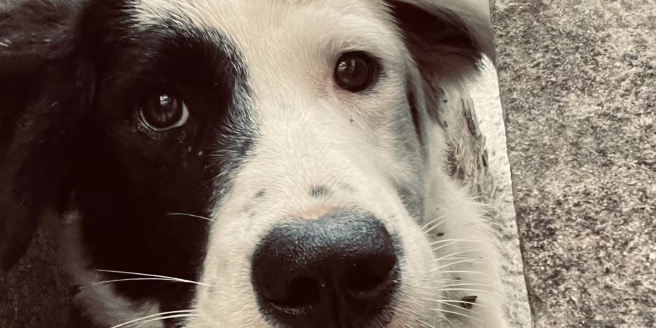 Изгубен домашен любимец – Познавате ли я❓ – снимка 4
