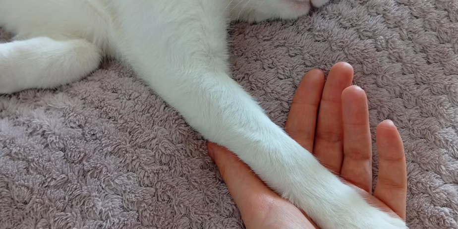Осиновяване на домашен любимец – Търся дом за котарак Юлиян – снимка 2