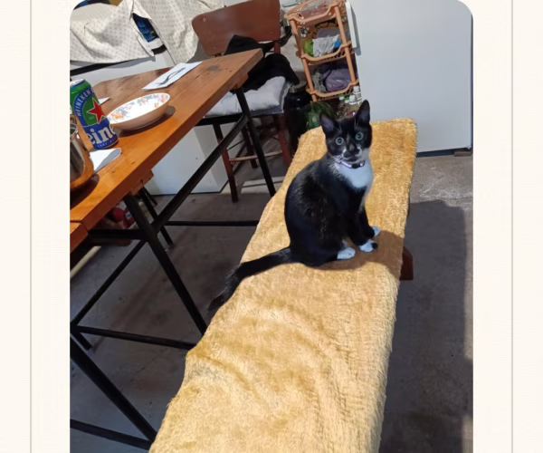 Изгубен домашен любимец – ИЗГУБЕНА ДОМАШНА КОТКА Изгубен домашен любимец – ИЗГУБЕНА ДОМАШНА КОТКА
