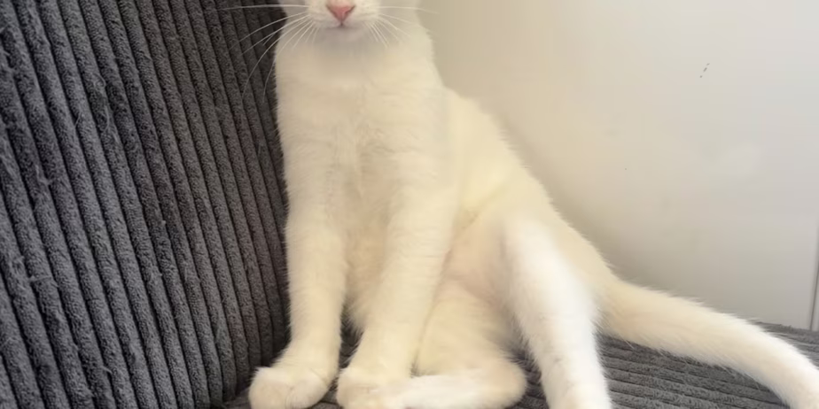 Бяло коте