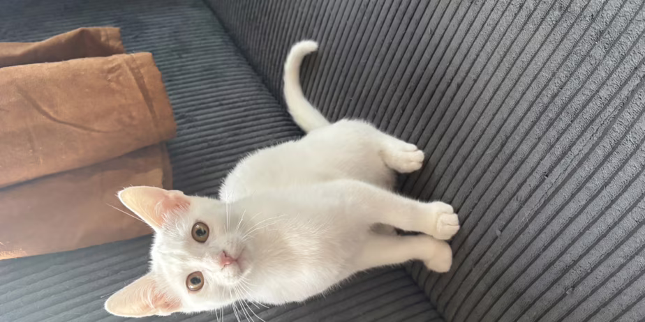 Бяло коте