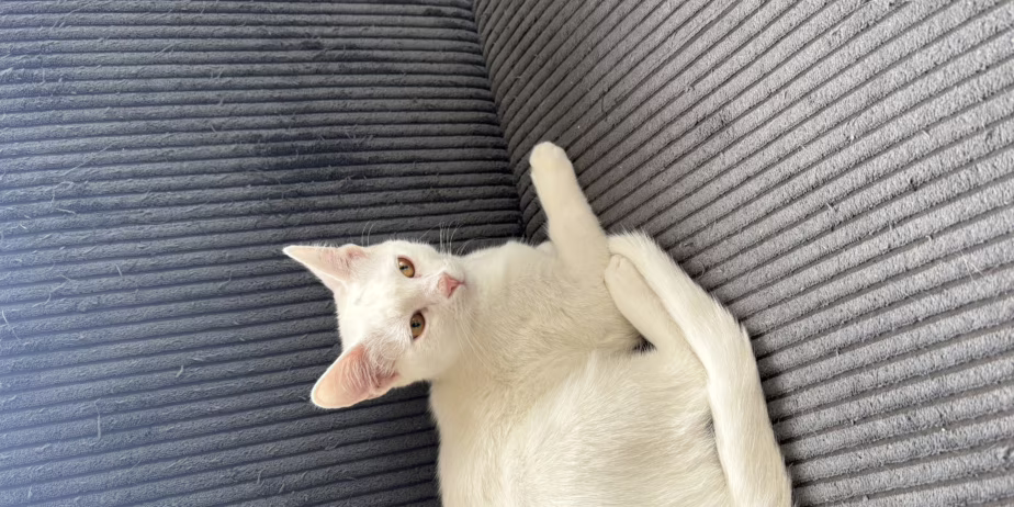 Бяло коте