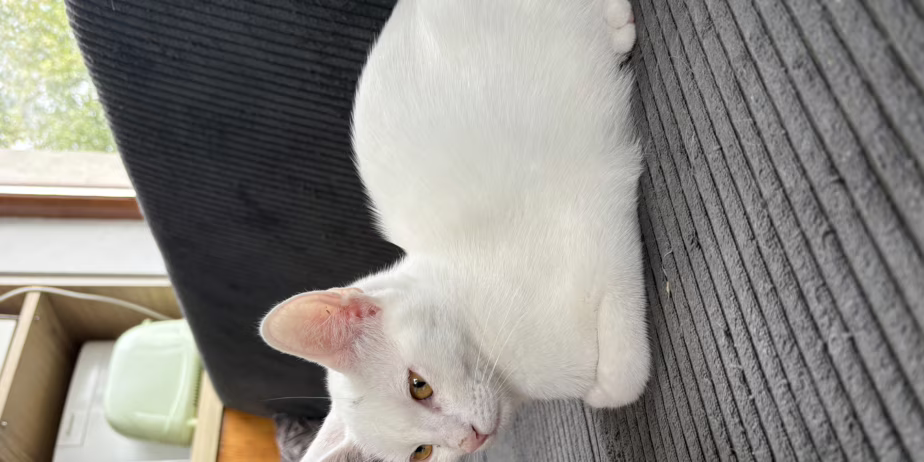 Бяло коте