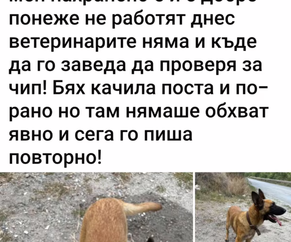 Намерен домашен любимец – Намерено женско Малиноа пътя за Нови Хан Намерен домашен любимец – Намерено женско Малиноа пътя за Нови Хан