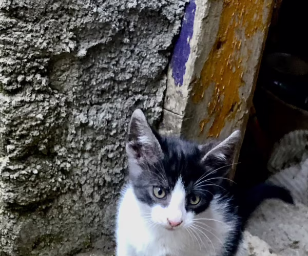 Осиновяване на домашен любимец – 🐾💕 Три малки пухкави съкровища търсят любящ дом 🏡 – снимка 1 Осиновяване на домашен любимец – 🐾💕 Три малки пухкави съкровища търсят любящ дом 🏡 – снимка 1