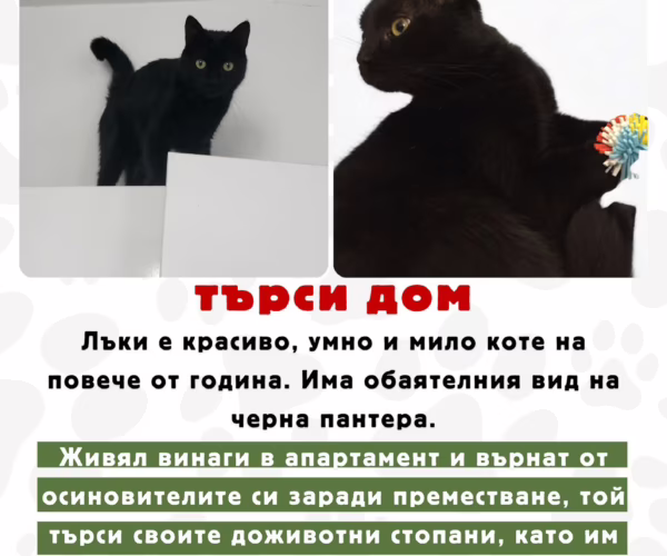 Осиновяване на домашен любимец – Черната Пантера Лъки си търси своя НОВ ДОМ и – снимка 1 Осиновяване на домашен любимец – Черната Пантера Лъки си търси своя НОВ ДОМ и – снимка 1