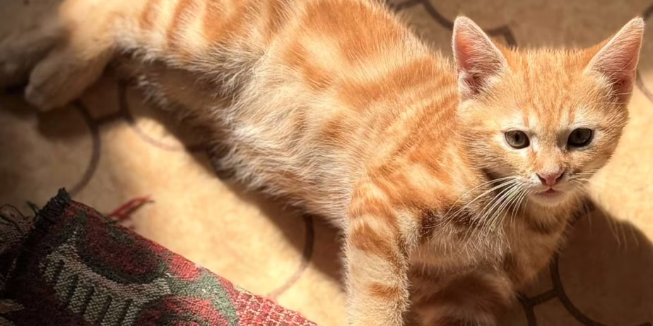 Две рижи малки котета братче и сестриче търсят своя дом