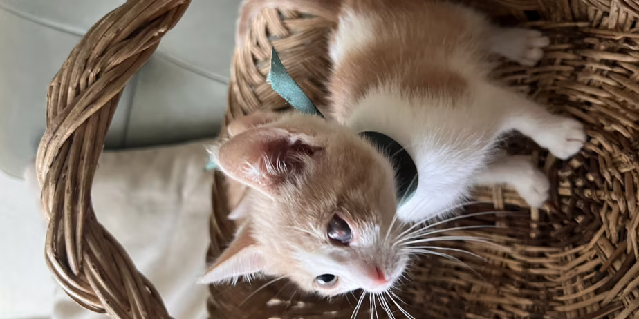 Търсят дом мъжки котета на 3, 5 месеца