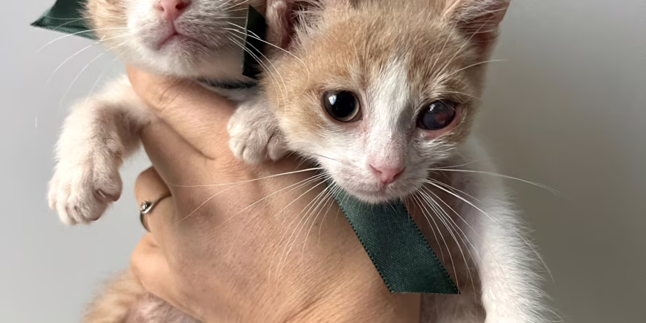 Търсят дом мъжки котета на 3, 5 месеца