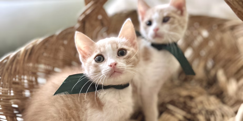 Търсят дом мъжки котета на 3, 5 месеца