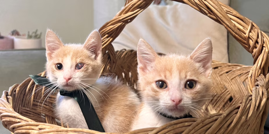 Търсят дом мъжки котета на 3, 5 месеца